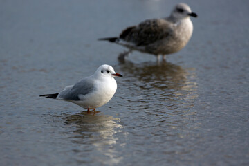 Gull in the water