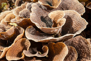 Mozambique, Nuarro, Cabbage Coral (Turbinaria reniformis)
