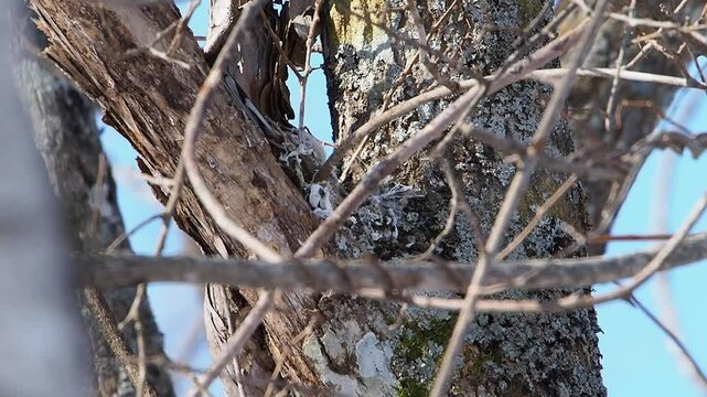Wild long-tailed tits nesting in eastern Hokkaido