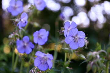 北海道由仁町、ブルーの優美な花を咲かせるゲラニウム・プラテンセ【7月】