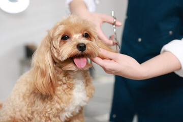 Woman cutting dog's hair with scissors indoors, closeup. Pet grooming