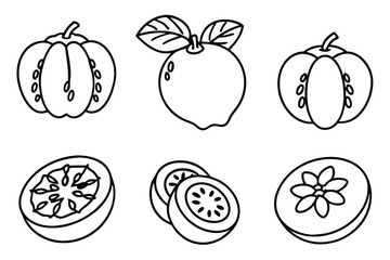 sapote line art botanical fruit sketch with clean lines