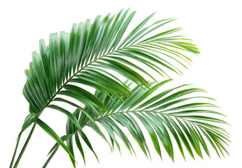 Obraz premium PNG Palm leaves leaf background plant.