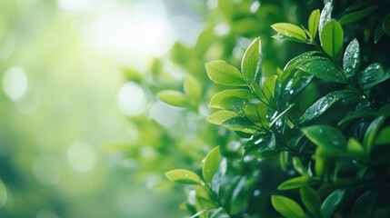 Green Leaves Shine with Dewdrops in Morning Sunlight, Nature's Beauty.