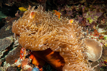 Mozambique, Nuarro, Nosestripe Clownfish (Amphiprion akallopisos) Nosestripe Anemonefish, Skunk Clownfish