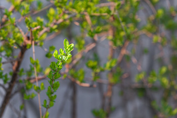 Green sprouts signaling the arrival of spring under the warm sunlight.