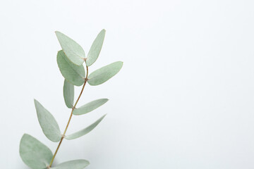 Beautiful eucalyptus branch on white background, top view. Space for text