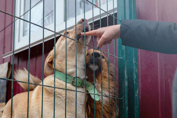 Dog in animal shelter. Homeless sad dog in a cage.