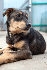 Dog in animal shelter. Homeless sad dog in a cage.