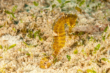 Mozambique, Nuarro, Seahorse (Hippocampus, sp.)