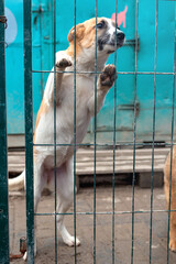 Dog in animal shelter. Homeless sad dog in a cage.