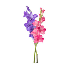 Pink purple gladiolus flower stems isolated on transparent background