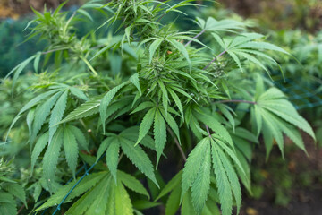 Ripe cannabis plant hemp. Blooming marijuana flower and leafs growing in homemade garden.