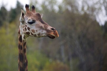 Portrait of a giraffe