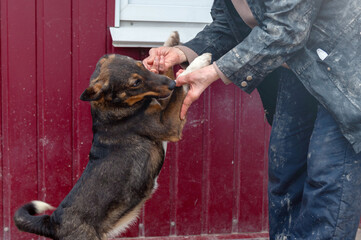 Dog in animal shelter. Homeless sad dog in a cage.
