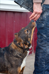 Dog in animal shelter. Homeless sad dog in a cage.