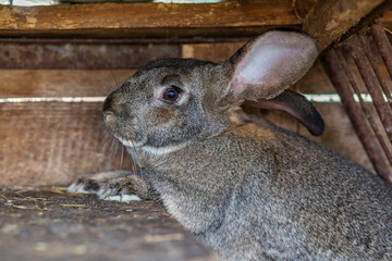 Visiting a farm to learn about rabbits and farm life during a sunny day in the countryside