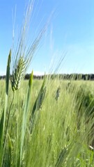 Wheat on BioFarms thrives in arid regions, showcasing sustainable farming. BioFarms use water-efficient techniques to ensure Wheat cultivation , eco-friendly agriculture. Sustainable farming concept.