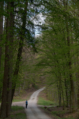 promeneuse dans le paysage forestier