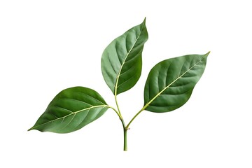 Fototapeta premium Lush green leaves vibrant nature isolated on white