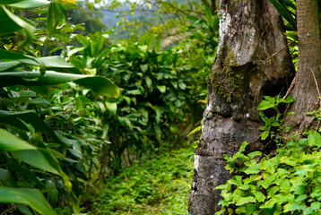 path in the middle of the nature of Costa Rica