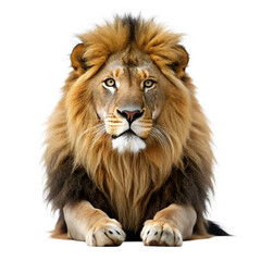Obraz premium Lion isolated on white background