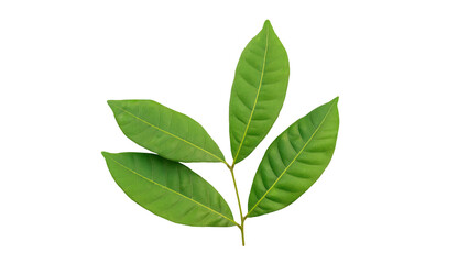 Green longan leaves on a white background.