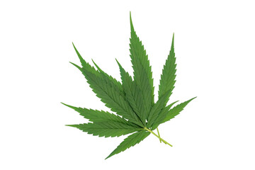 Green cannabis leaves on a white background.