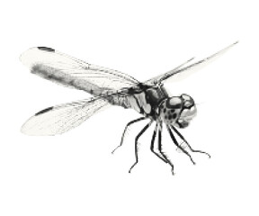 Dragonfly texture with grunge halftone effect. Vector retro insect collage art on an isolated background.