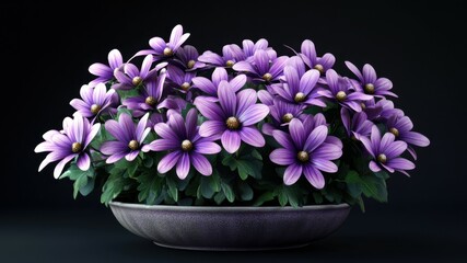 Fototapeta premium Close-up of a pot of purple daisies against a dark background.