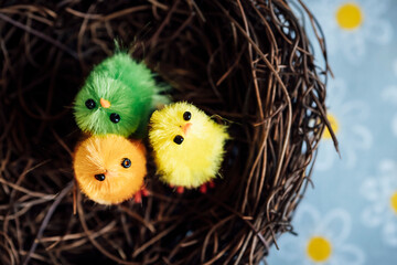 Décoration pour les fêtes de Pâques - Mignon Petit poussin coloré en poils dans un nid © PicsArt