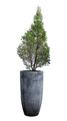 Concrete Planter with Pine Tree