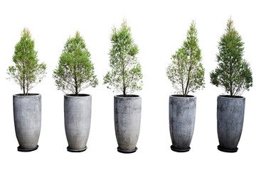 Concrete Planter with Pine Tree