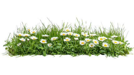 A vibrant meadow filled with blooming white daisies under a bright blue sky on transparent png background. Ai generated
