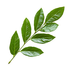Fototapeta premium Lush Green Branch Isolated on Black Background Botanical Beauty Nature Leaf Sprig