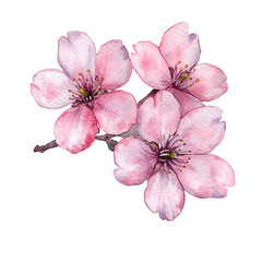 Naklejka premium pink cherry blossom isolated on a transparent background.