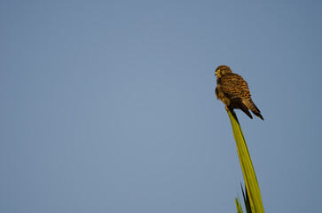 Female common kestrel Falco tinnunculus canariensis. Meloneras Golf. Gran Canaria. Canary Islands. Spain.