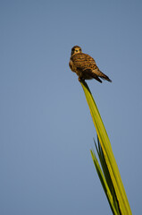 Female common kestrel Falco tinnunculus canariensis. Meloneras Golf. Gran Canaria. Canary Islands. Spain.