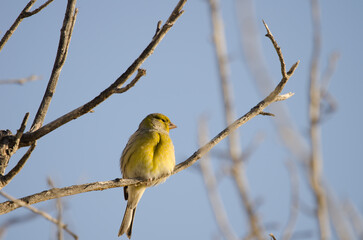 Male Atlantic canary Serinus canaria. Maspalolmas. Gran Canaria. Canary Islands. Spain.