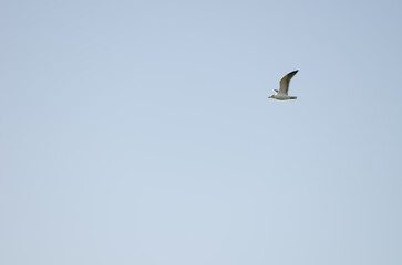 Yellow-legged gulls Larus michahellis atlantis in flight. Meloneras Golf. Gran Canaria. Canary Islands. Spain.