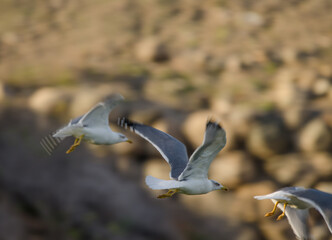 Yellow-legged gulls Larus michahellis atlantis taking flight. Meloneras Golf. Gran Canaria. Canary Islands. Spain.