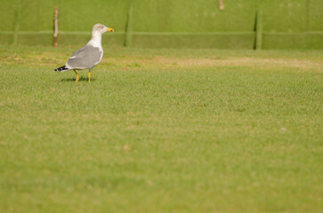 Yellow-legged gull Larus michahellis atlantis on a golf course. Meloneras Golf. Gran Canaria....