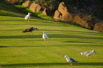 Fototapeta premium Yellow-legged gulls Larus michahellis atlantis on a golf course. Meloneras Golf. Gran Canaria. Canary Islands. Spain.