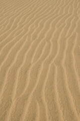 Detail of a dune. Special Natural Reserve of the Maspalomas Dunes. Maspalomas. Gran Canaria. Canary Islands. Spain.