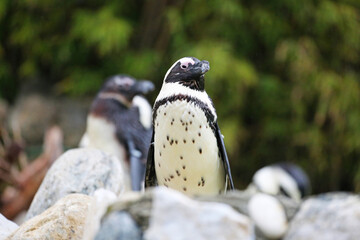 African penguin
