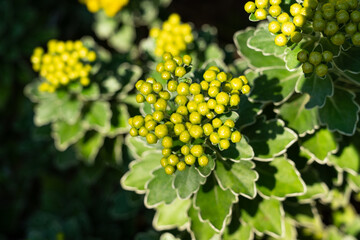 Budding Chrysanthemum pacificum in Bright Sunlight