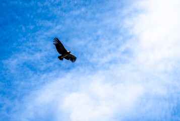Condor soaring over the Colca Canyon in Peru