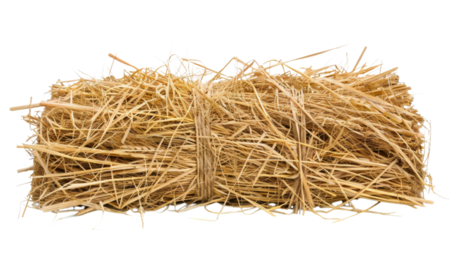 Golden Wheat Straw Bundle Rustic Autumn Harvest Isolated on White Background 7K Ultra HD Stock Photo