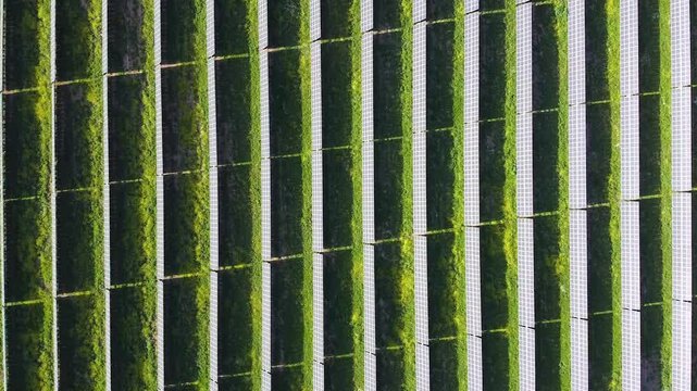 Top view of hops plantation showing plants growing on support structures