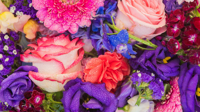 background wallpaper with close up of red, pink, blue and purple flowers with waterdrops